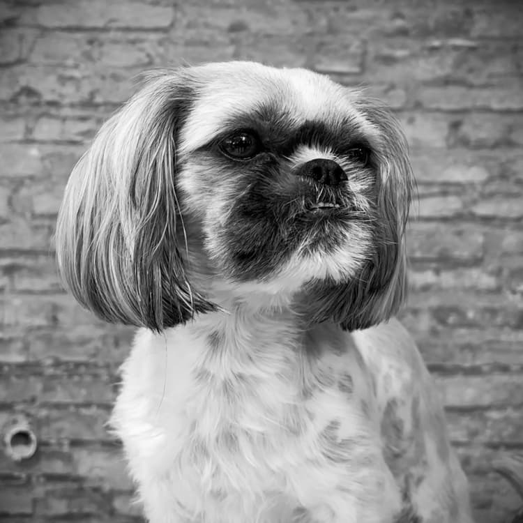 Medarbetar profil bild